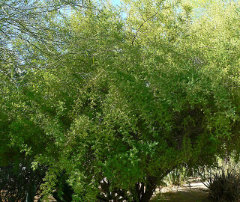 Condalia globosa Bitter Snakewood