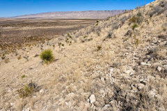 Condalia mexicana Mexican bluewood