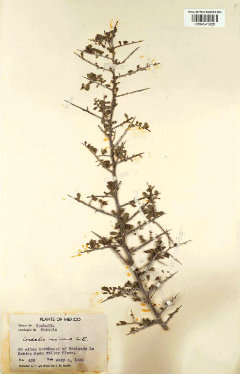 Condalia mexicana Mexican bluewood