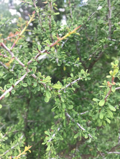 Condalia spathulata Knifeleaf condalia