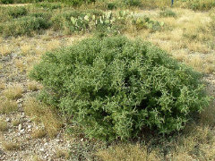 Condalia spathulata Knifeleaf condalia