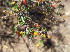 Condalia warnockii Warnock’s condalia