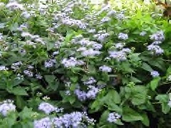 Conoclinium coelestinum Blue mistflower