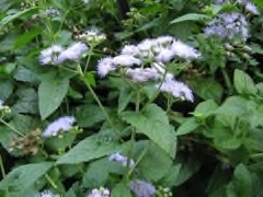 Conoclinium coelestinum Blue mistflower