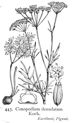 Conopodium majus Pignut