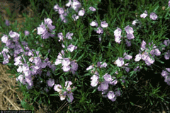 Conradina verticillata Cumberland Rosemary