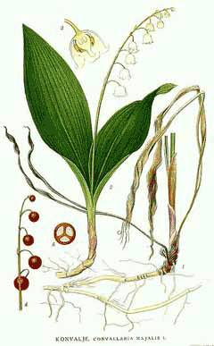 Convallaria majalis Lily Of The Valley,  European lily of the valley