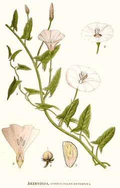 convolvulus arvensis Field Bindweed