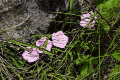 Convolvulus erubescens Australian Bindweed, Pinkflower bindweed