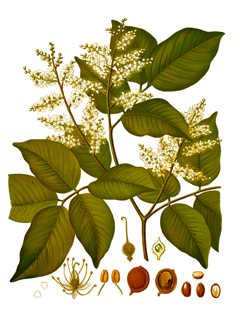 Copaifera officinalis Copaiba Balsam, Medicinal Copaiba
