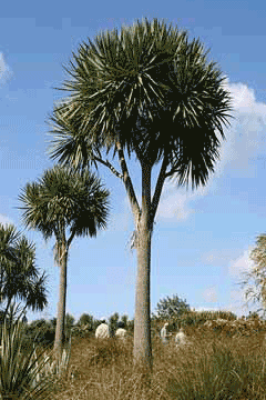 Cordyline australis Cabbage Tree