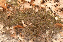 Corema conradii Poverty Grass, Broom crowberry