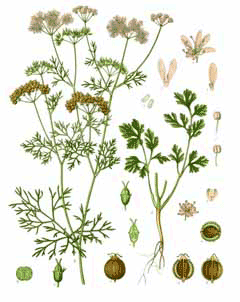 Coriandrum sativum Coriander - Dhania - Cilantro, Coriander