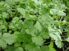 Coriandrum sativum Coriander - Dhania - Cilantro, Coriander