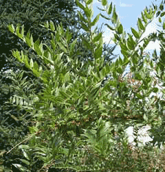 Coriaria myrtifolia Redoul