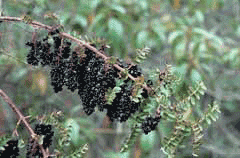 Coriaria ruscifolia 