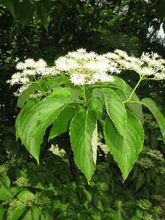 Cornus macrophylla Large-Leaf Dogwood