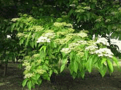 Cornus macrophylla Large-Leaf Dogwood