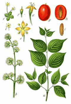Cornus mas Cornelian Cherry, Cornelian Cherry Dogwood