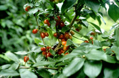 Cornus mas Cornelian Cherry, Cornelian Cherry Dogwood