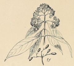 Cornus oblonga Oblong-Petal Dogwood