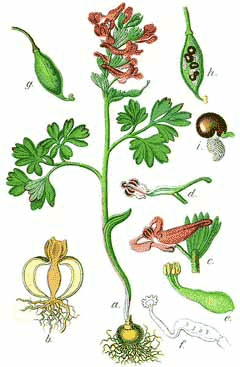 Corydalis solida Fumewort, Spring fumewort