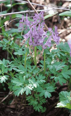 Corydalis solida Fumewort, Spring fumewort