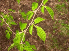 Corylus heterophylla Siberian Filbert