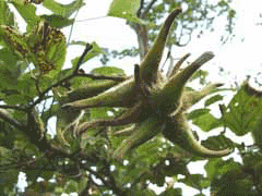 Corylus sieboldiana Japanese Hazel, Manchurian hazel