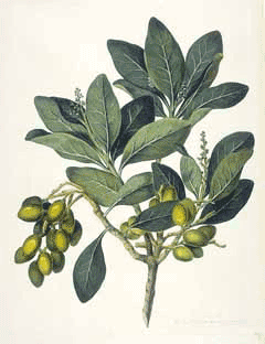 Corynocarpus laevigatus New Zealand Laurel, Karaka nut