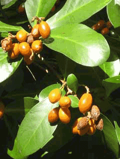 Corynocarpus laevigatus New Zealand Laurel, Karaka nut
