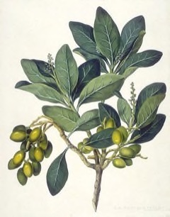 Corynocarpus spp. Karaka