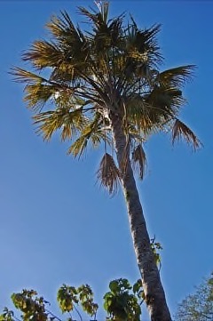 Corypha utan Gebang Palm. Corypha palm, Sugar palm