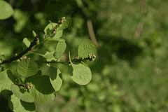 Cotinus obovatus Chittamwood, American smoketree