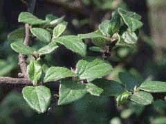 Cotoneaster wardii 