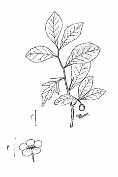 Crataegus aestivalis Eastern Mayhaw, May hawthorn, Mayhaw, Apple Hawthorn