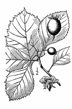 Crataegus crus-galli Cockspur Thorn, Cockspur hawthorn, Dwarf Hawthorn