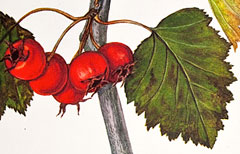 Crataegus ellwangeriana Scarlet Hawthorn