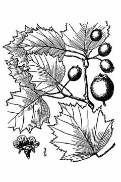 Crataegus flabellata Fanleaf hawthorn