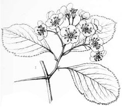 Crataegus illinoiensis 