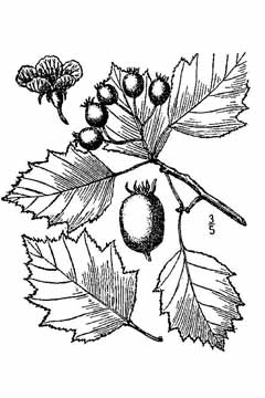Crataegus macrosperma Big-Fruit Hawthorn