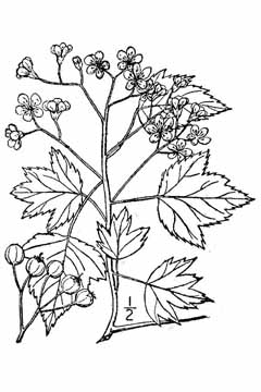 Crataegus phaenopyrum Washington Thorn, Washington Hawthorn