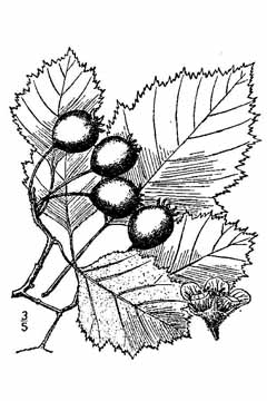 Crataegus submollis Quebec Hawthorn