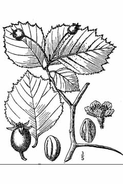 Crataegus succulenta Fleshy hawthorn