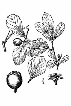 Crataegus uniflora Dwarf hawthorn