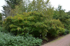 Crataegus erythropoda Cerro hawthorn
