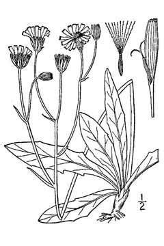 Crepis runcinata Fiddleleaf hawksbeard, Anderson