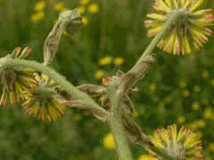 Crepis vesicaria Beaked hawksbeard