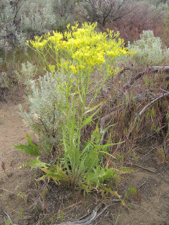 Crepis acuminata Tapertip Hawksbeard