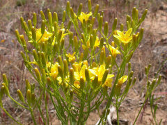 Crepis acuminata Tapertip Hawksbeard
